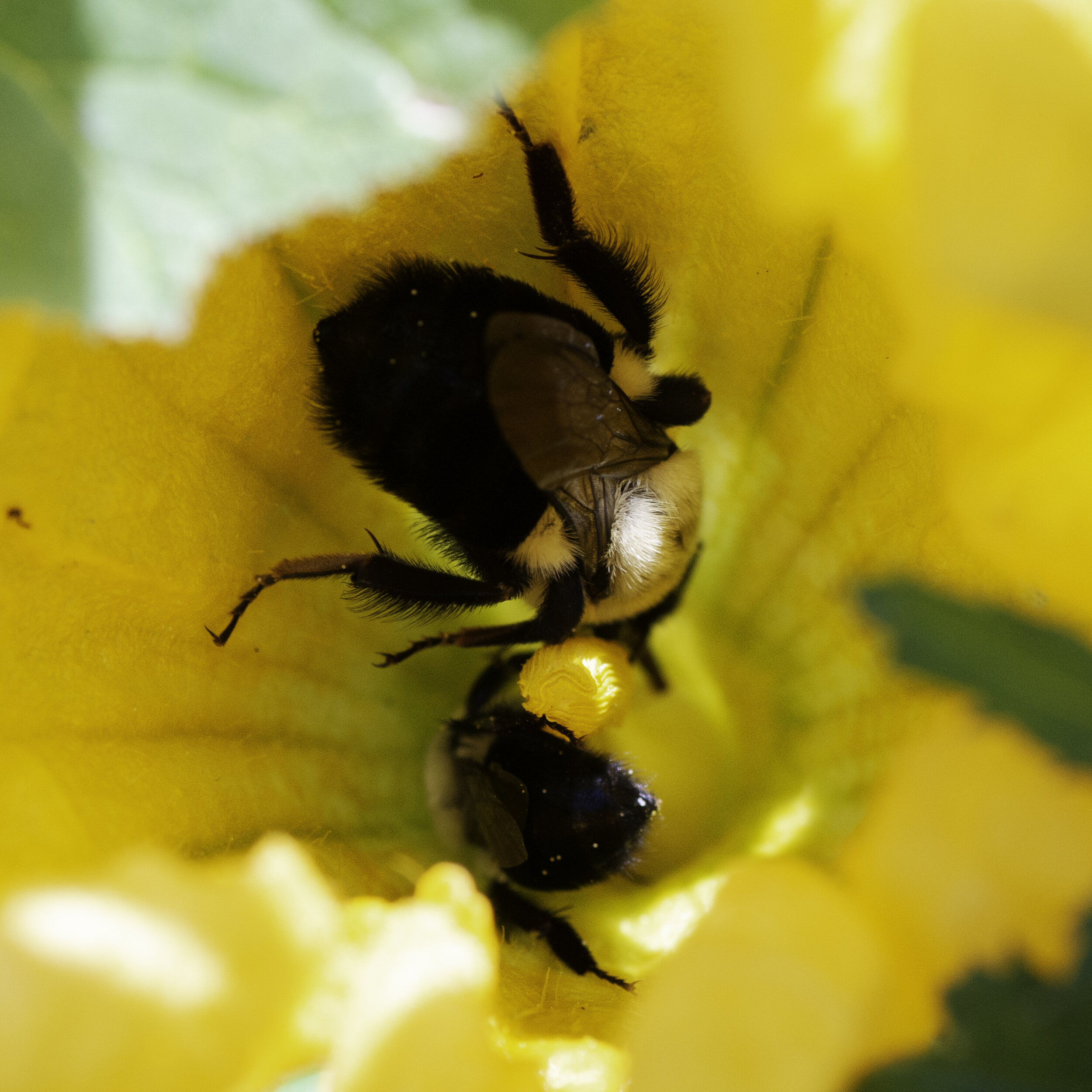 two bees one flower copy.jpg