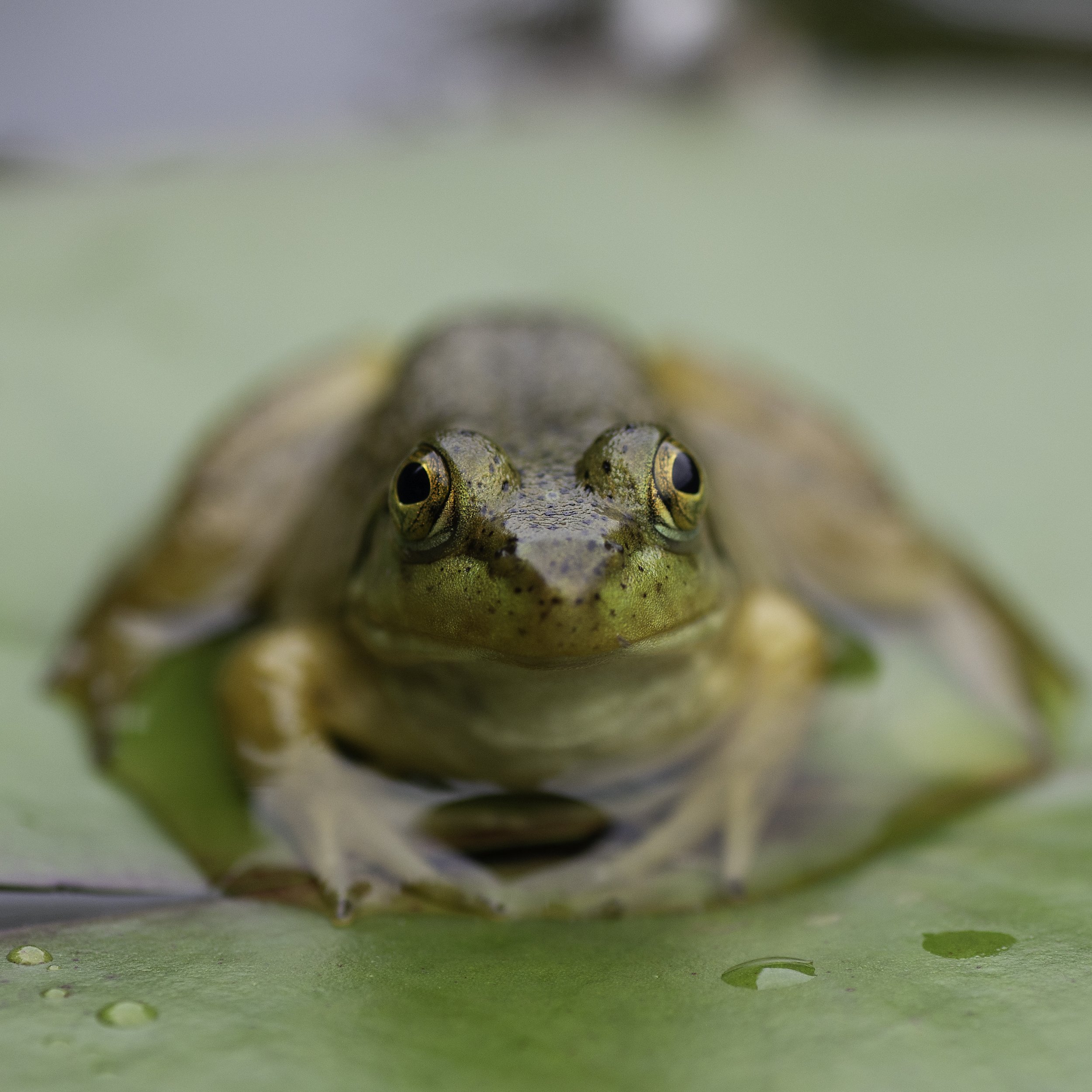 DSC_0380.jpg