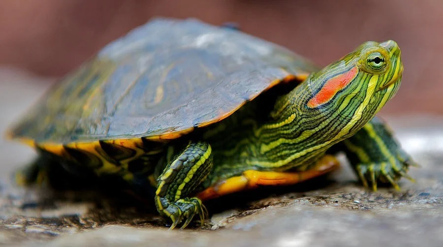Turtle.jpg