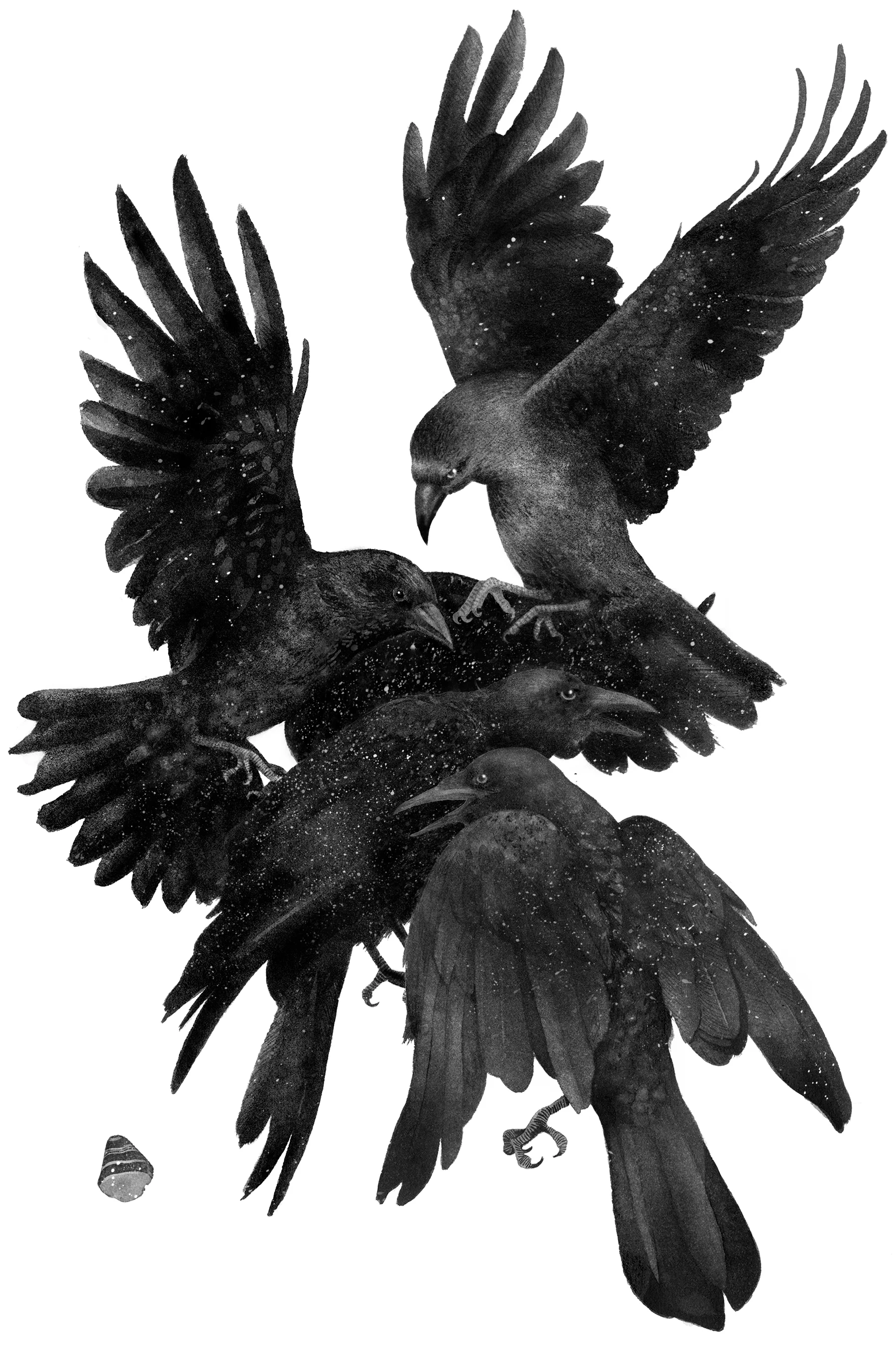 CROWS_KA_01.jpg