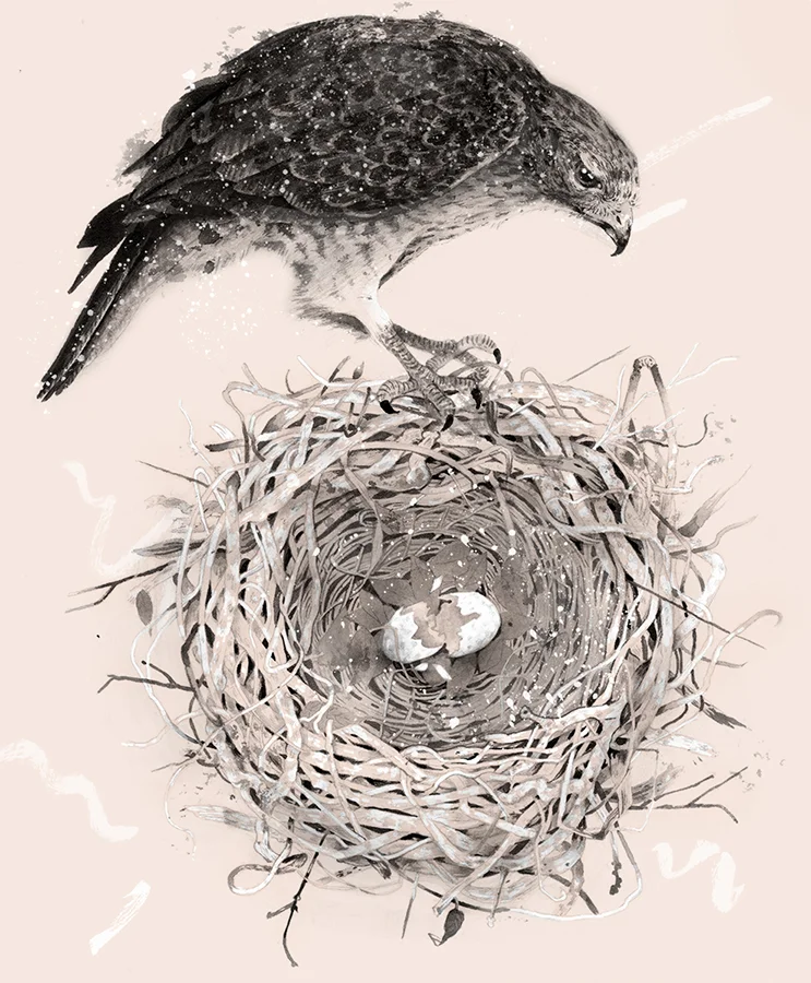 HawkMotherB.jpg