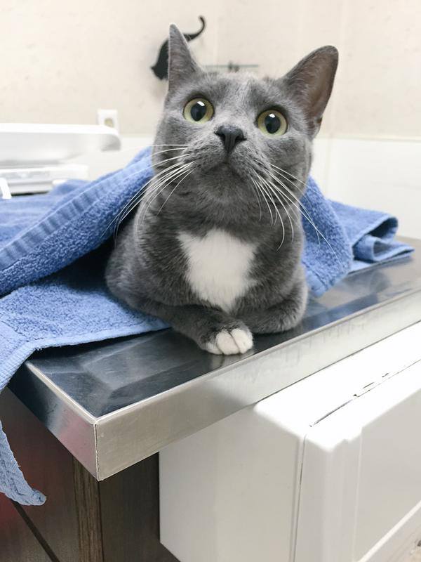 Scared kitty at the vet.