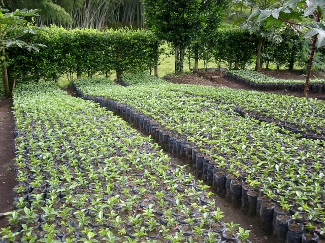 Viveros de cafe.jpg