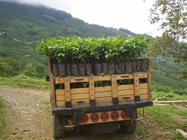 New coffee trees in the way to the plantation