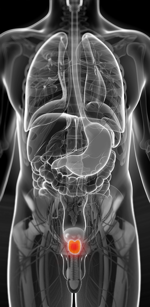 Prostate highlighted