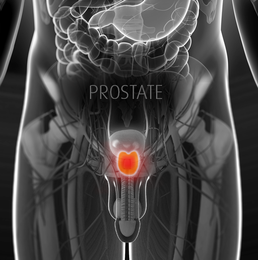 Expertise-Dr-J-Grummet_Male_Image_V2_prostate.png