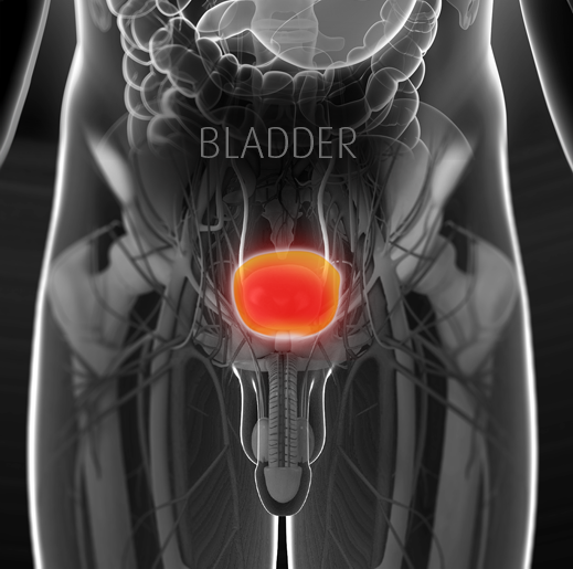 Expertise-Dr-J-Grummet_Male_Image_V2_bladder.png