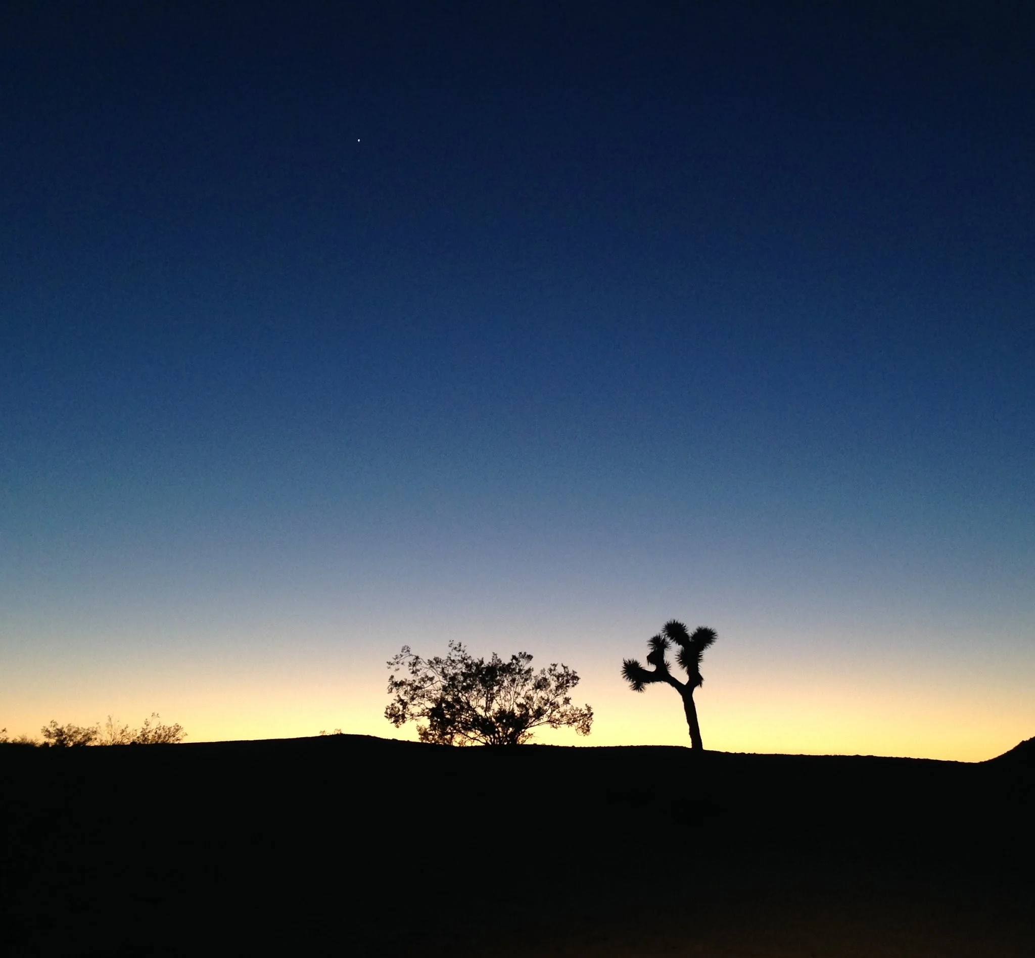 Joshua Tree, CA