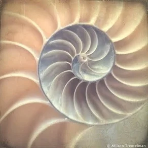 nautilusshellbynaturmandalas.jpg
