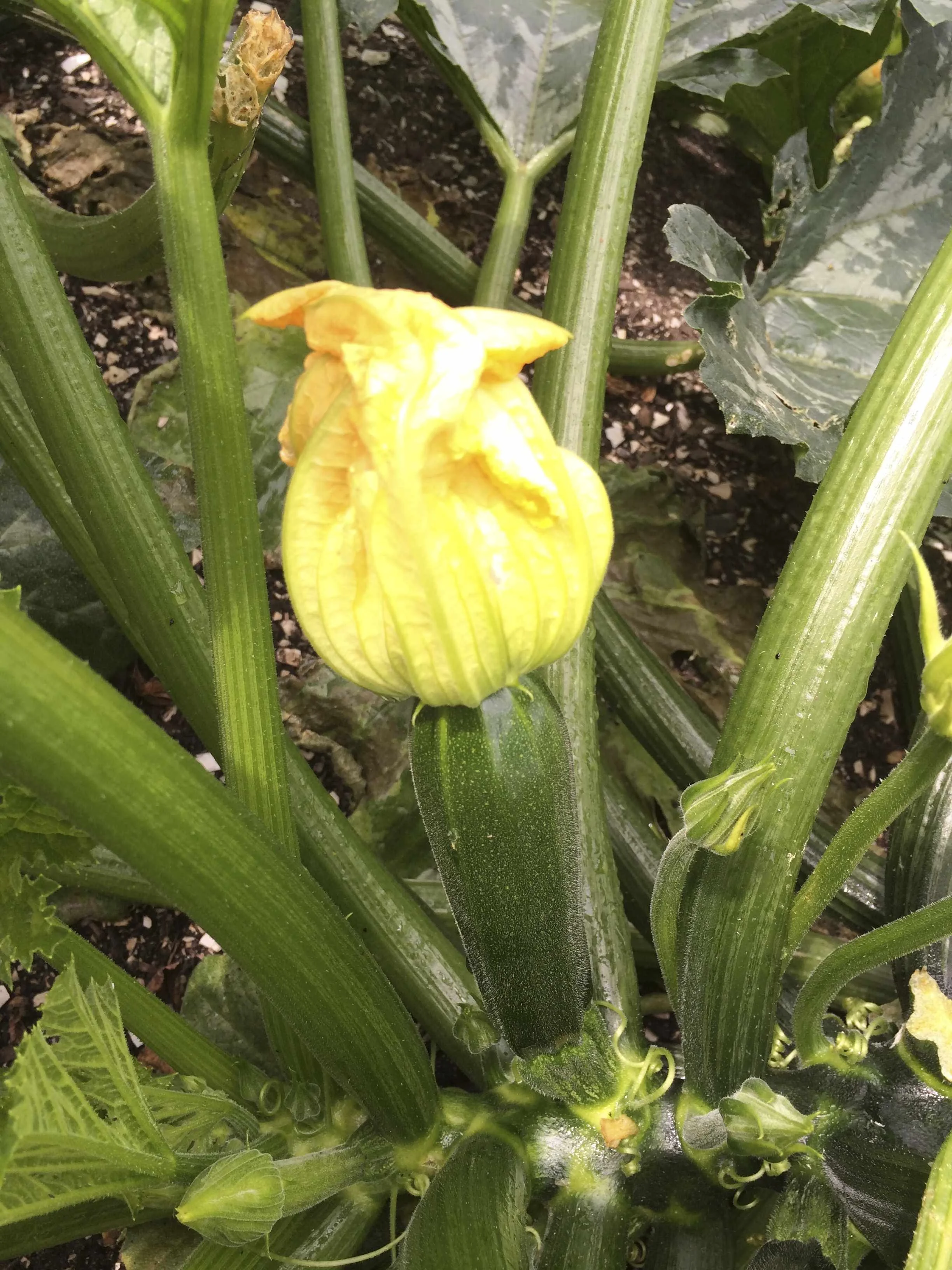  Female Flower - with growing Zucchini attached below 