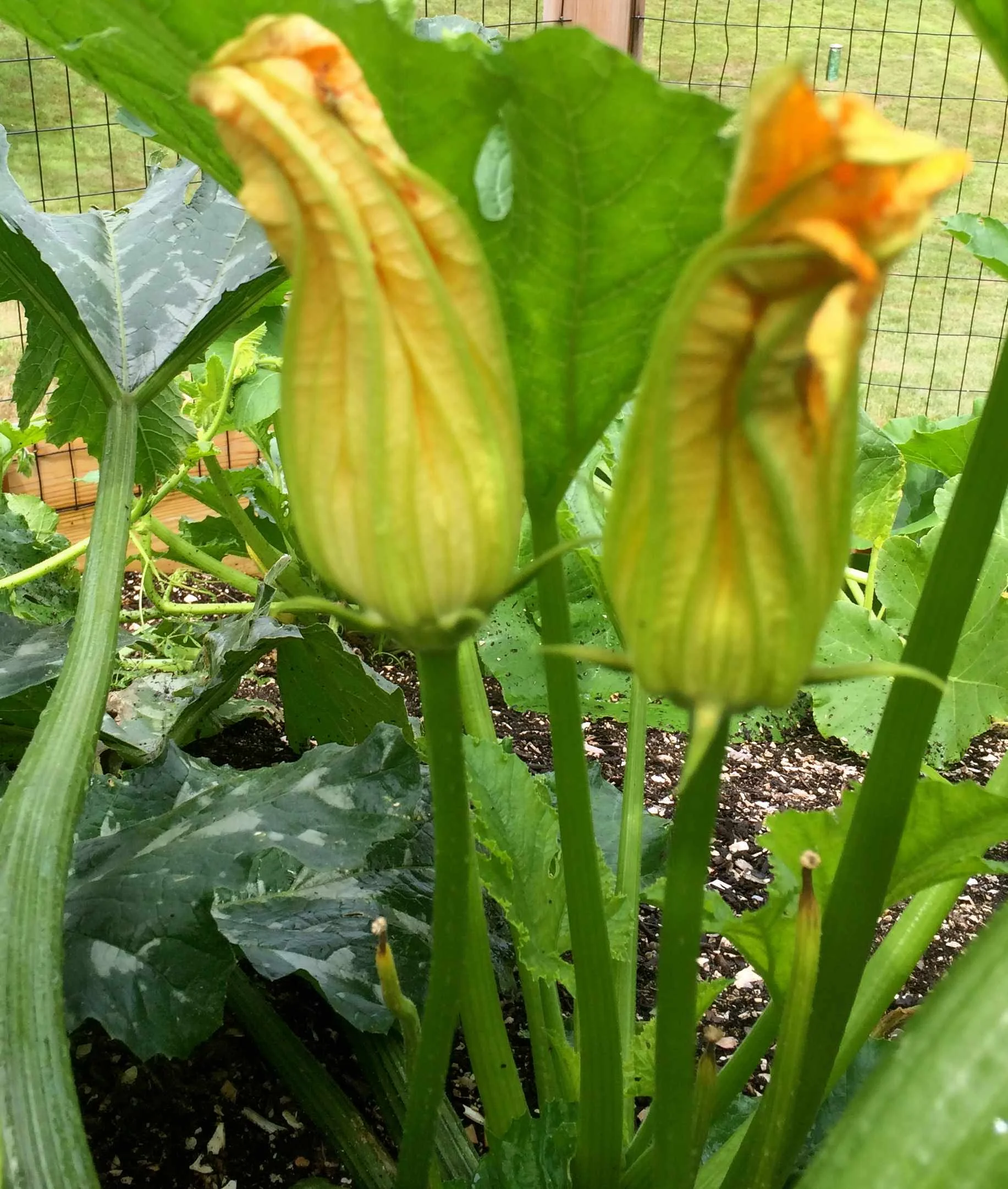 Male Blossom