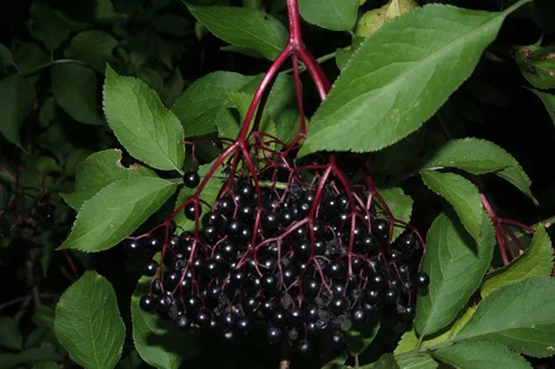 Elderberry is a triple threat... antibacterial, antiviral, and immune boosting