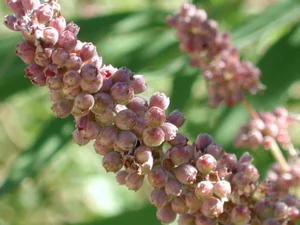 Vitex: A plant every woman should have in her cabinet