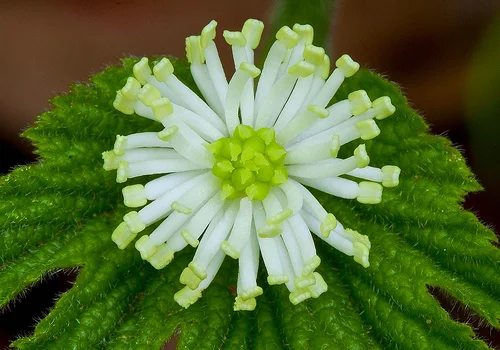 Goldenseal: the many uses of this root