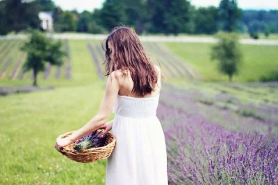 lavender