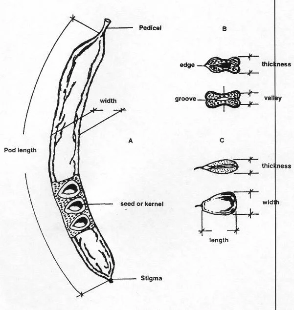 Carob pod