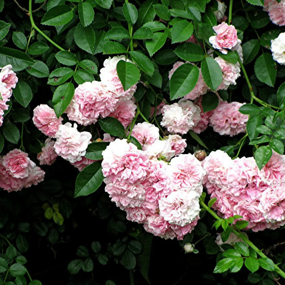 Make Your Own Rose Hydrosol