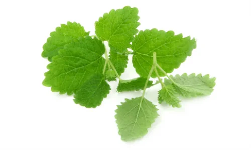 lemonbalm