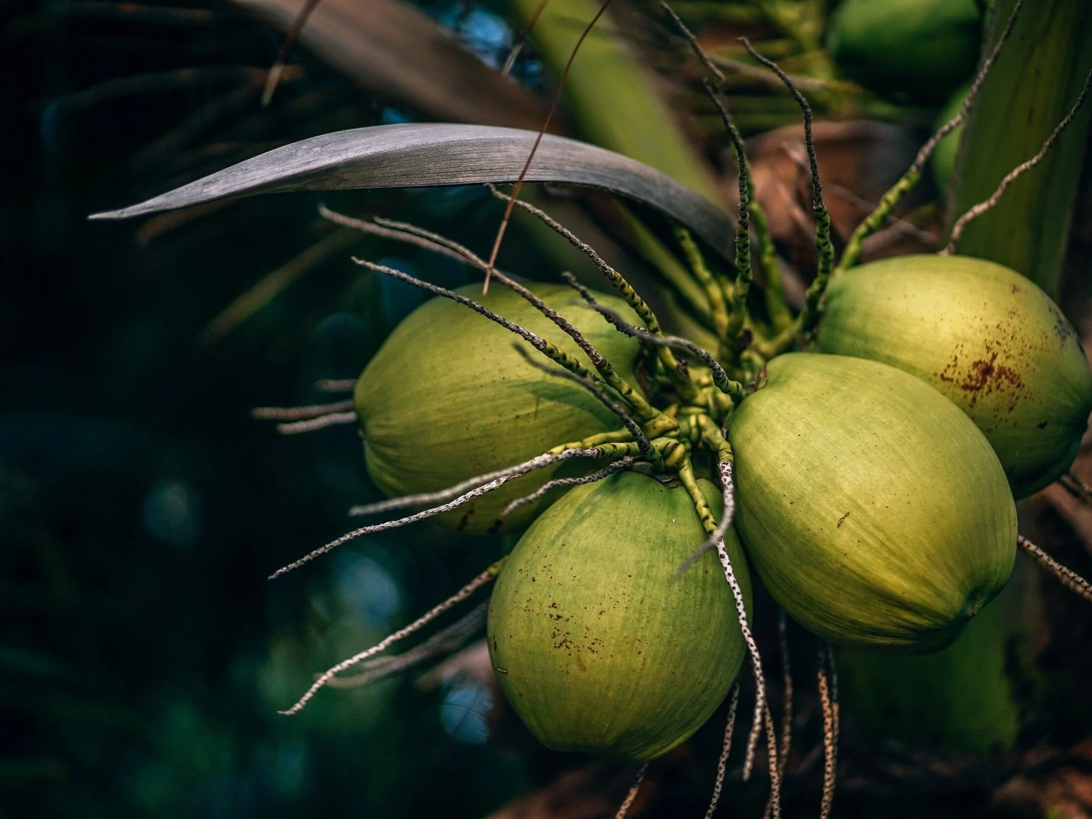 coconut oil skincare Dr. Michele Burklund