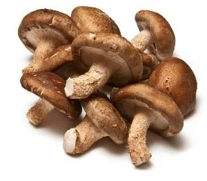 chaga mushroom medicinal uses Dr. Michele Burklund