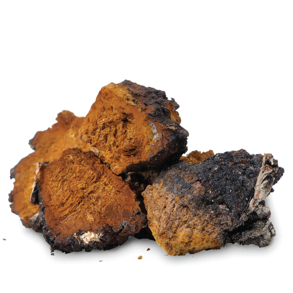 mushroom+medicinal+uses+Dr.jpg