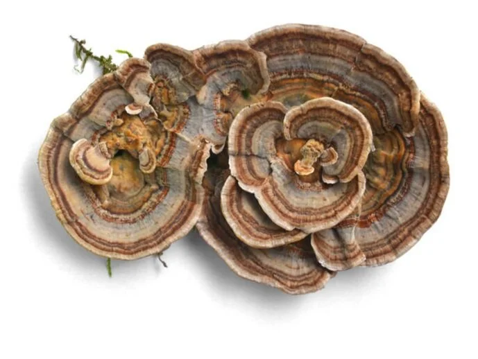 turkeytail.jpg