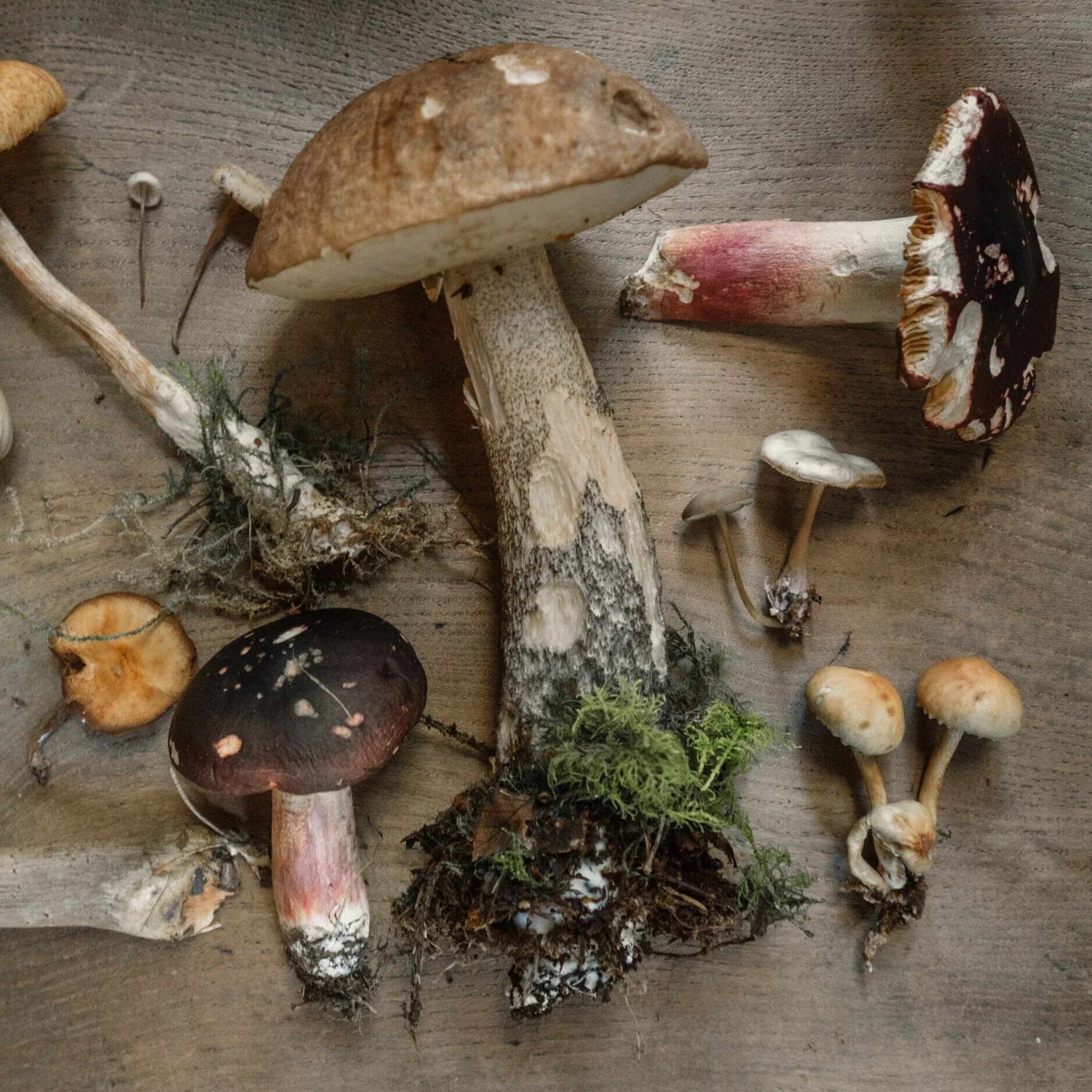 DR. MICHELE BURKLUND MEDICINE WILD MUSHROOMS