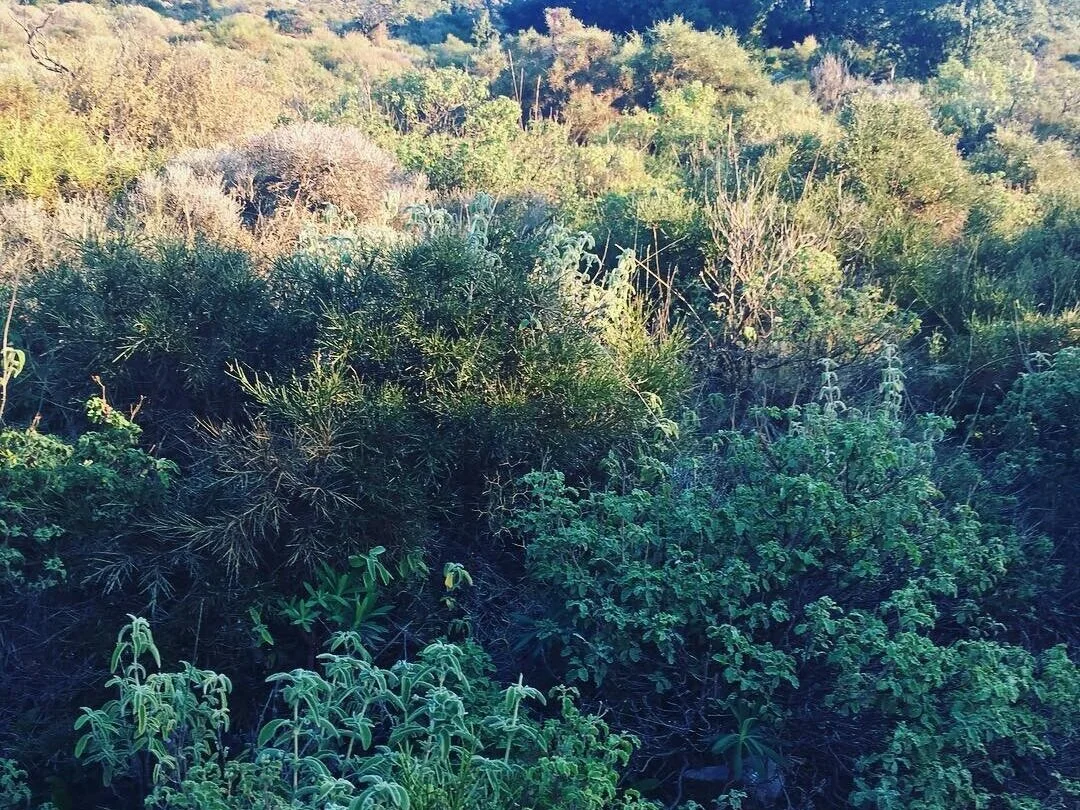 Dr. Michele Burklund Medicine Wild Avdou Crete Greece Olive Oil