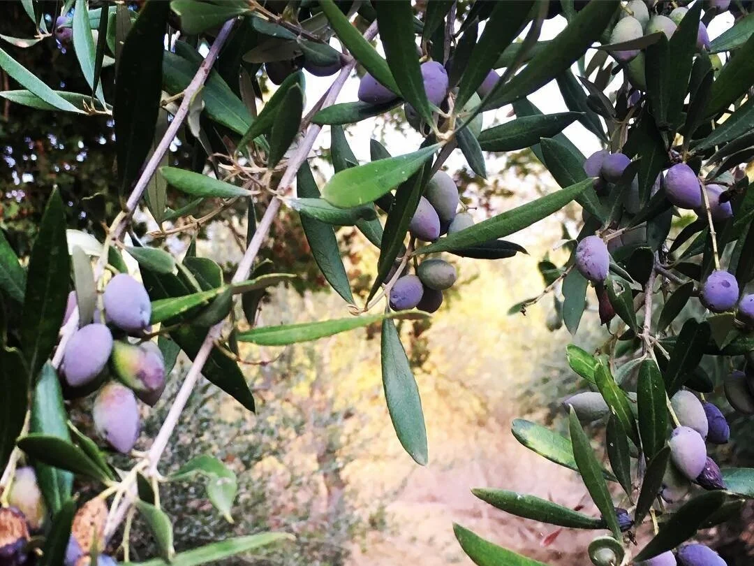 Dr. Michele Burklund Medicine Wild Avdou Crete Greece Olive Oil