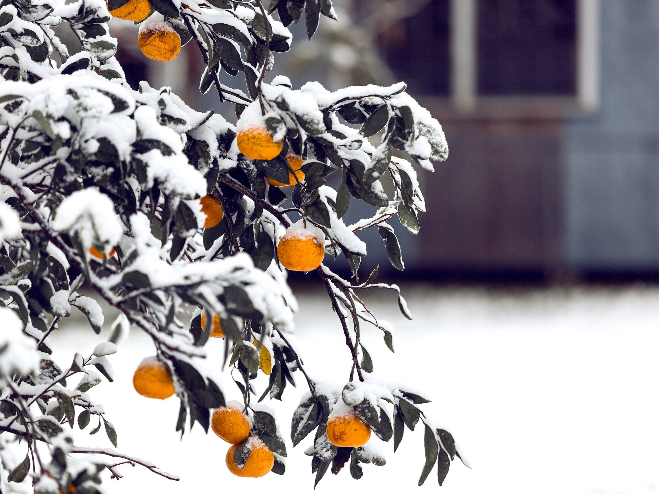 Dr. Michele Burklund Medicine Wild Winter Skin