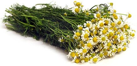 Dr. Michele Burklund Medicine Wild CHAMOMILE