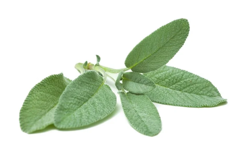 SAGE. DR. MICHELE BURKLUND AVDOU VILLAGE CRETE GREECE