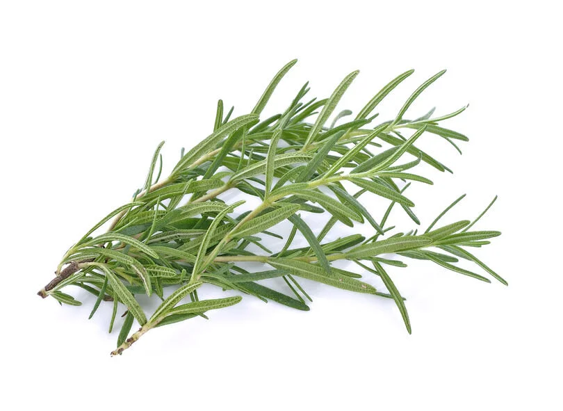 ROSEMARY CRETE GREECE DR. MICHELE BURKLUND