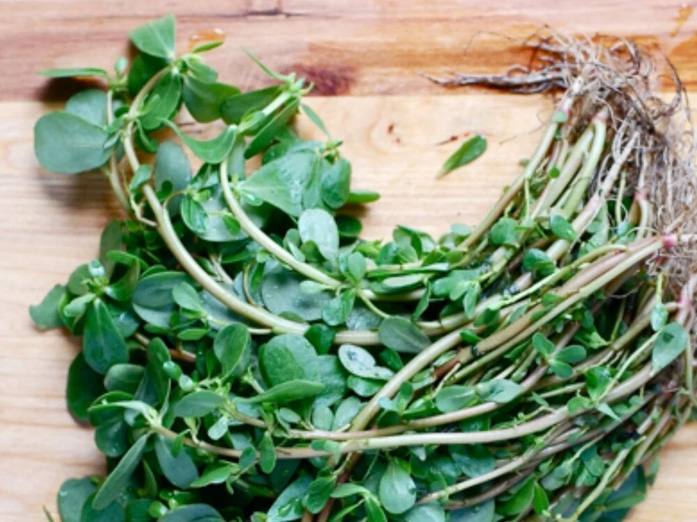 purslane cretan superfood Dr. Michele burklund