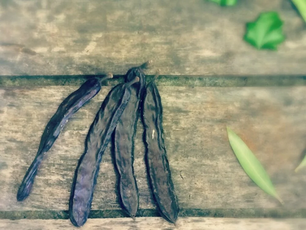 Carob+Plant+Greece