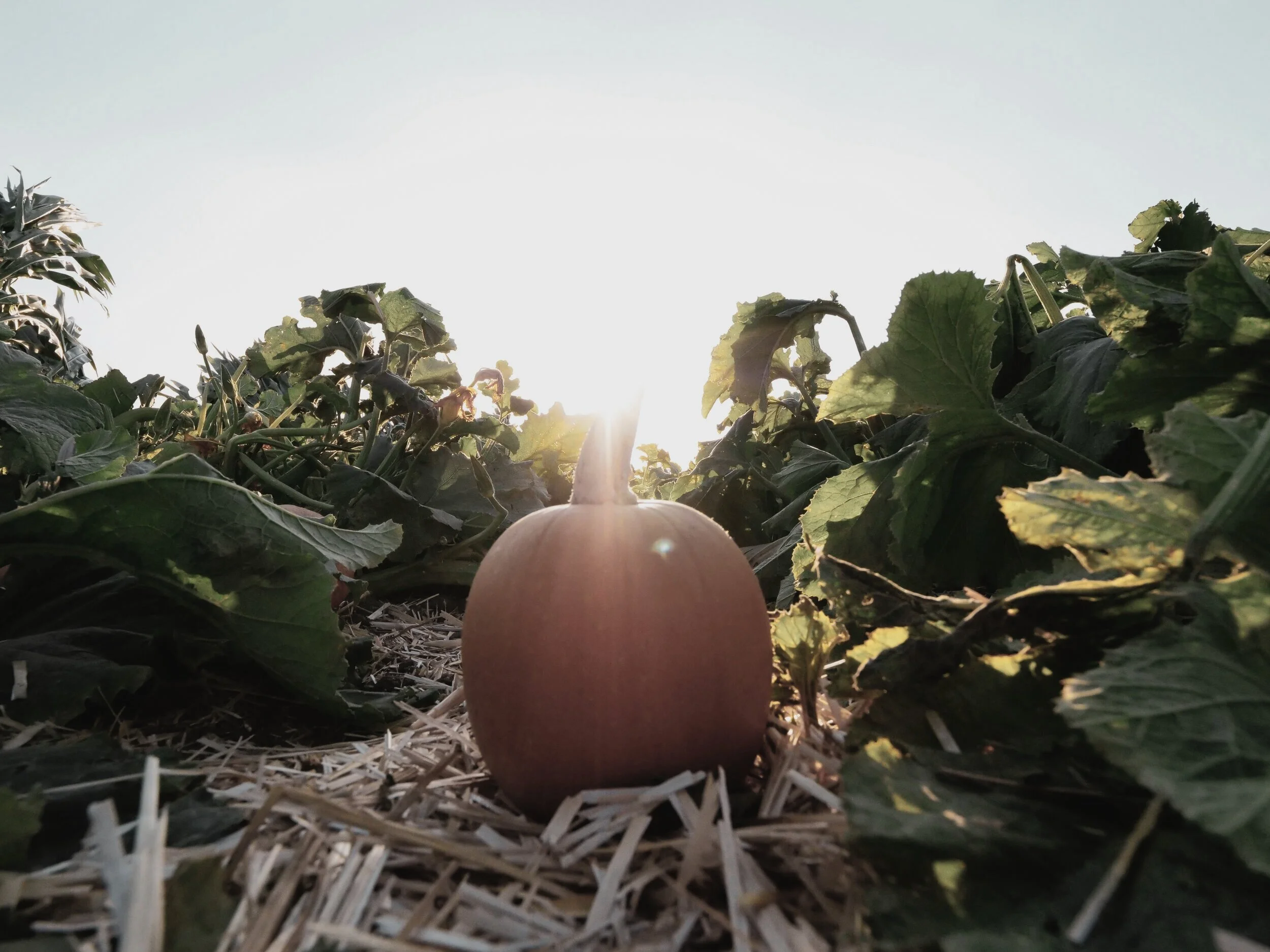 The Best Kept Secret in Natural Skincare... Pumpkins