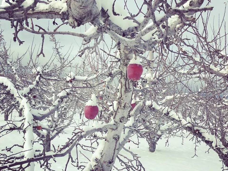 Dr. Michele Burklund Medicine Wild APPLES