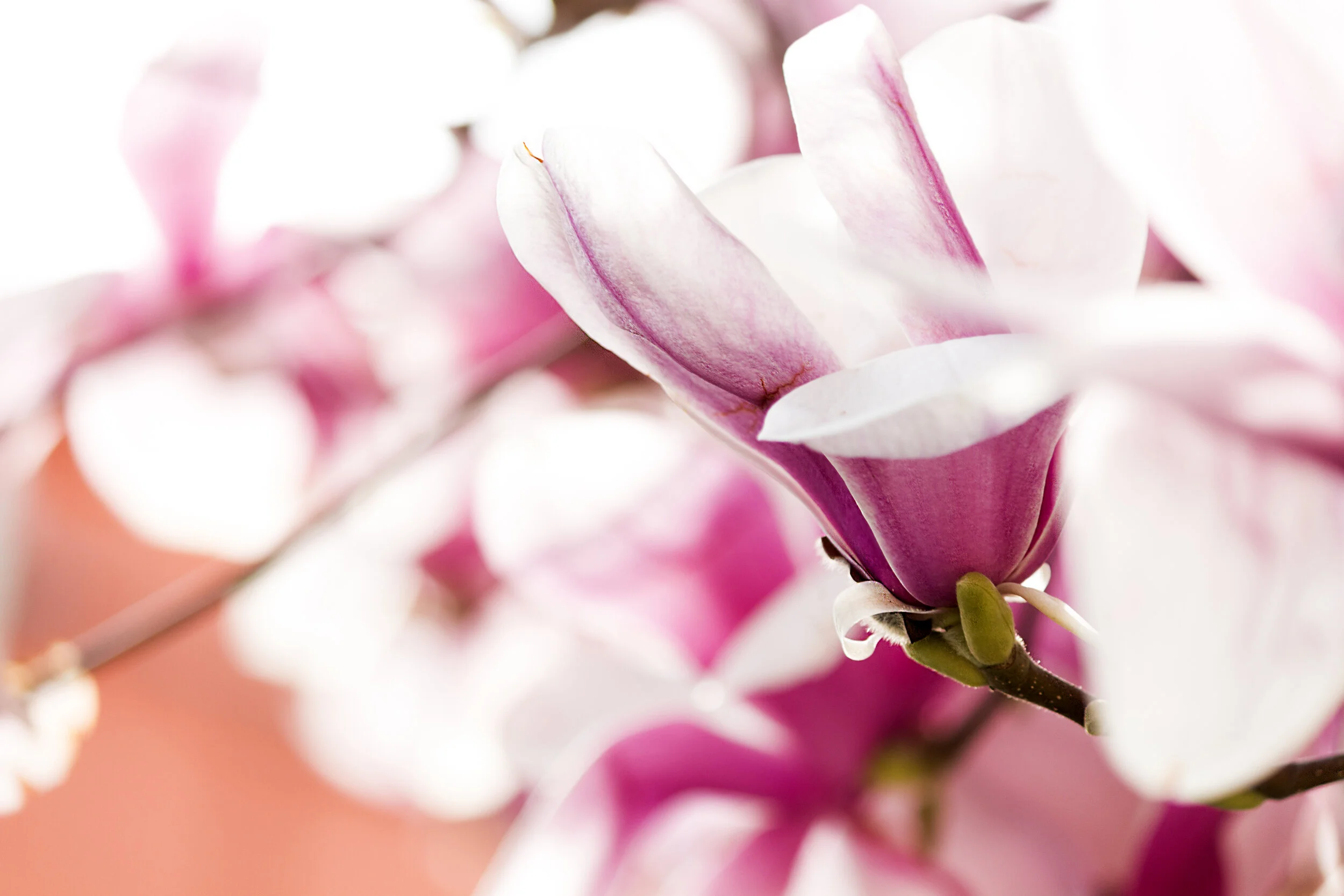Magnolia: How This Bark Can Decrease Stress