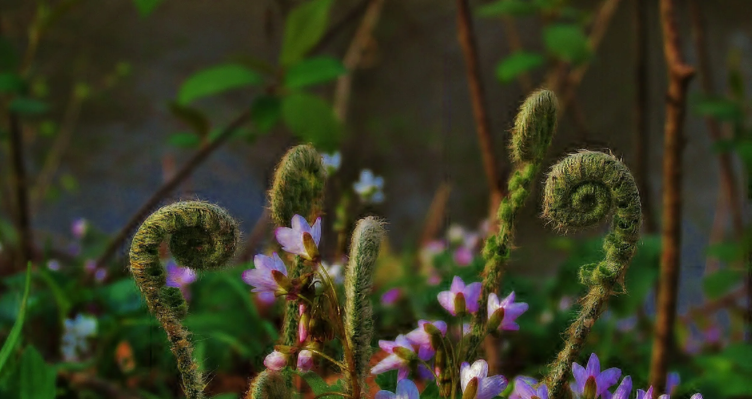 Spring Equinox: celebrating medicinal plants of the season!