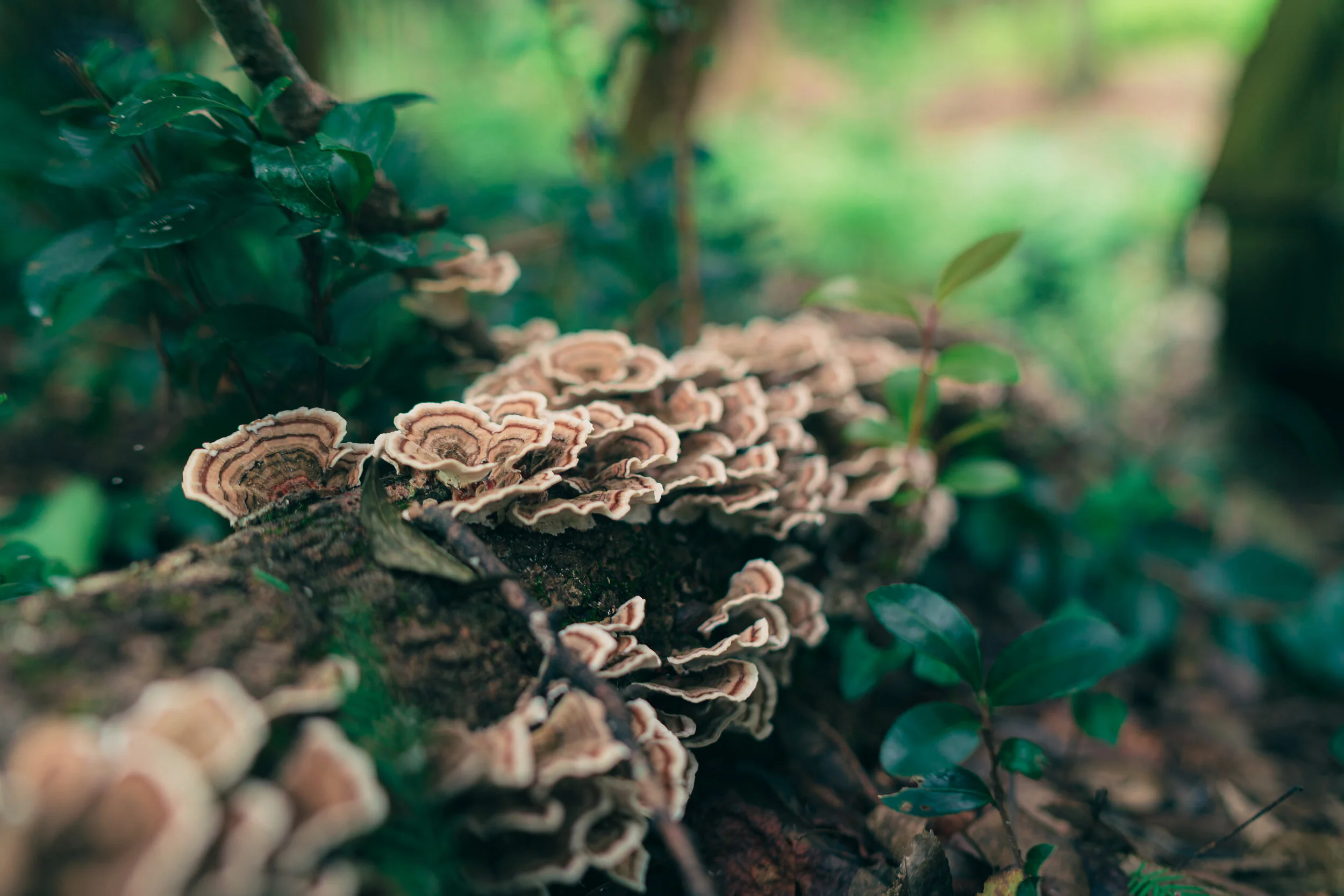 My Favorite Medicinal Mushrooms... Reishi &amp; Turkey Tail