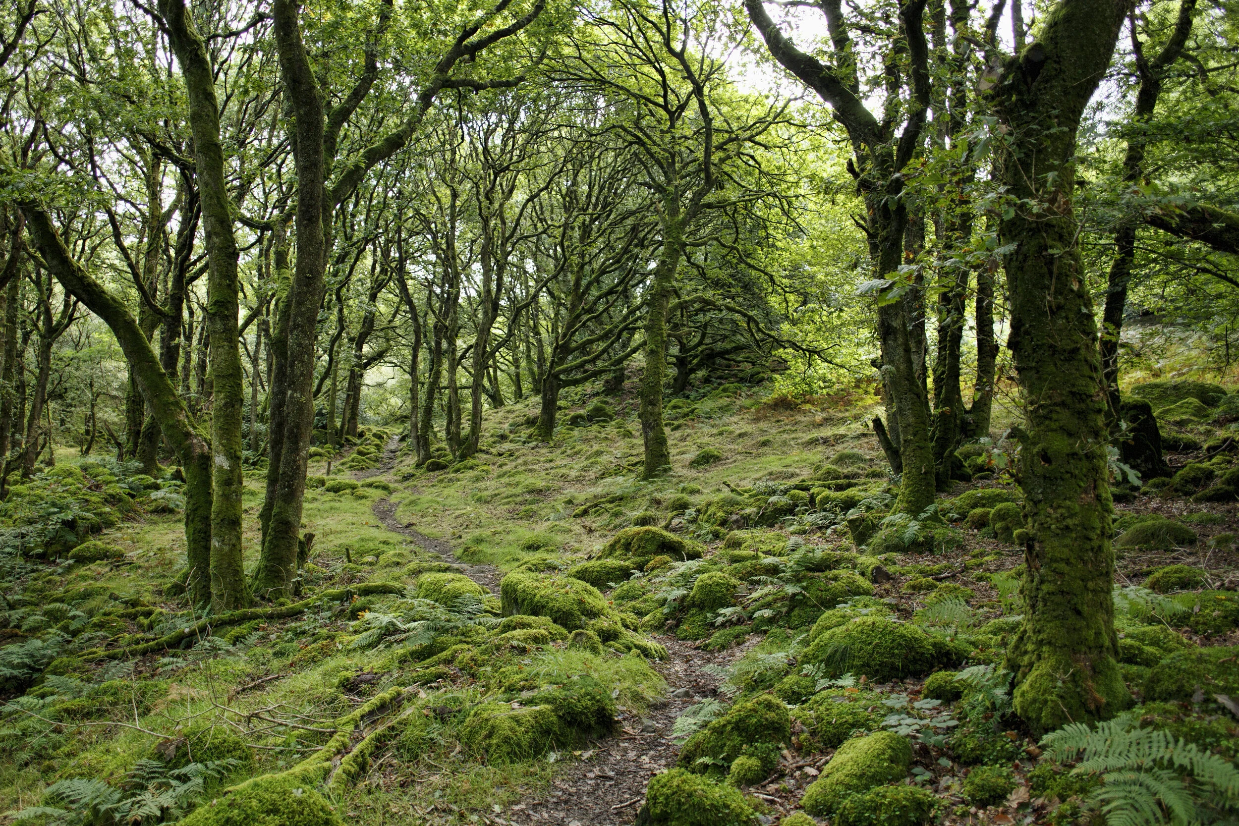 Forest Foraging, Earthing, and Feeling the Negative Ions