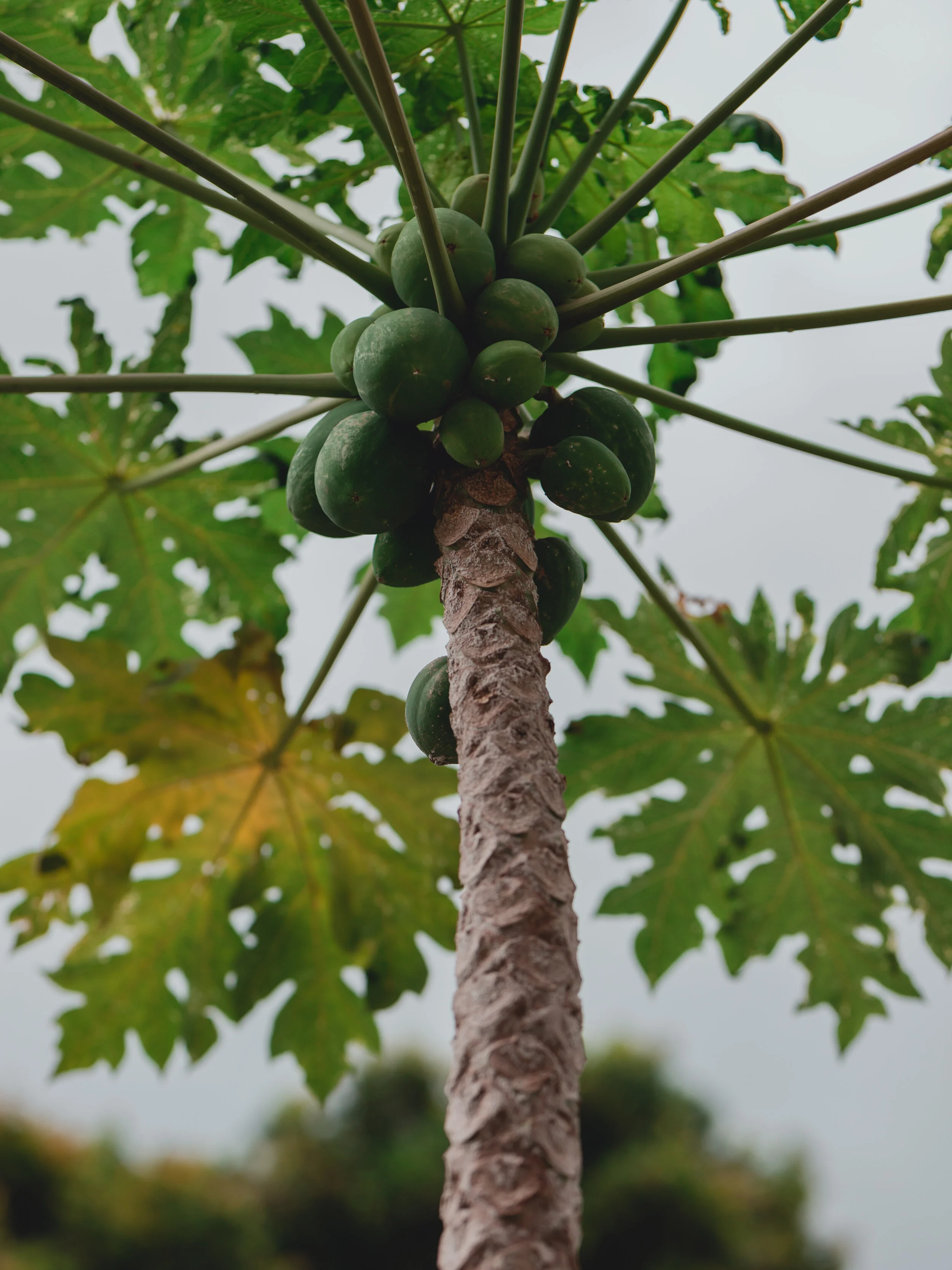 DIY Papaya Face Mask
