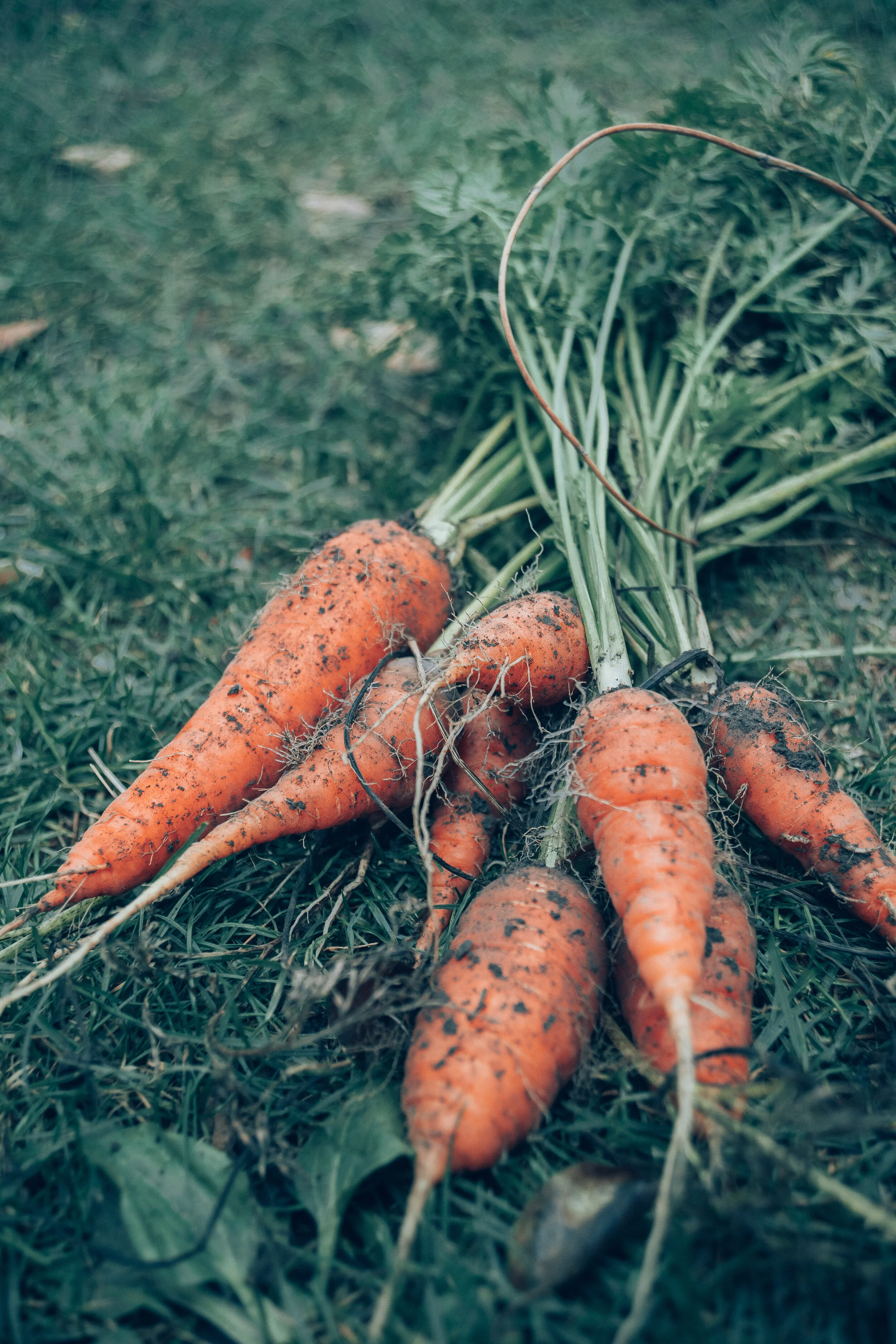 Vegetable Cures: Carrot Poultice &amp; Onion Ear Muffs