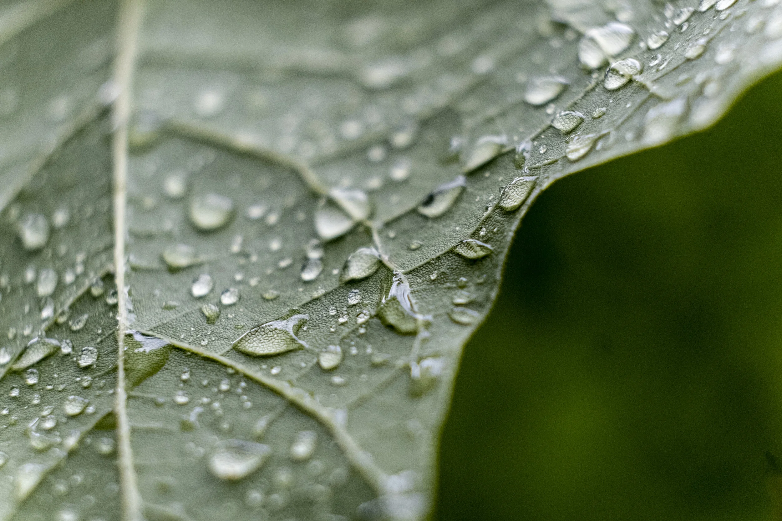 Sweat It Out: the most gentle way to rid yourself of toxins 