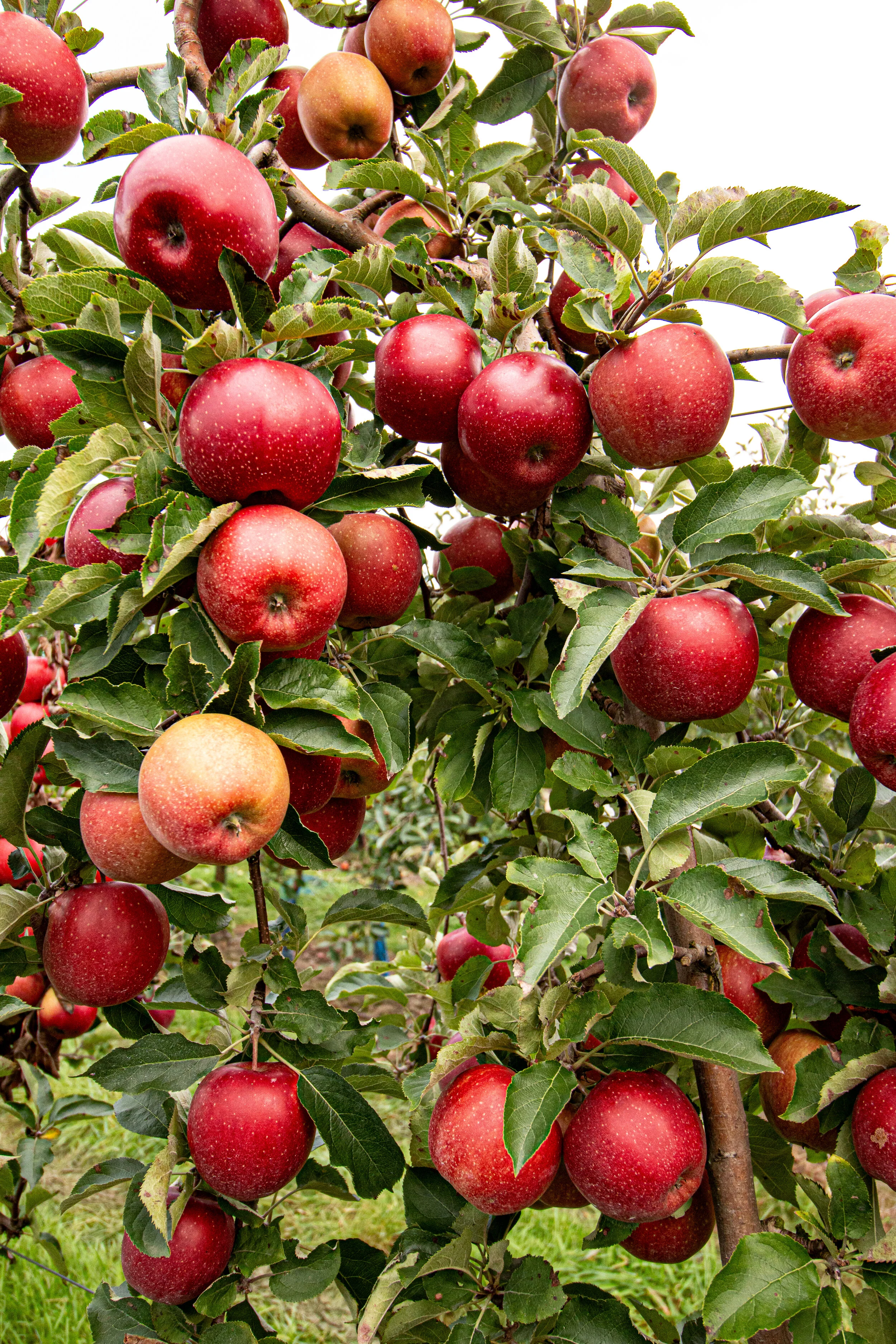 DIY: Spiced Apple Cider