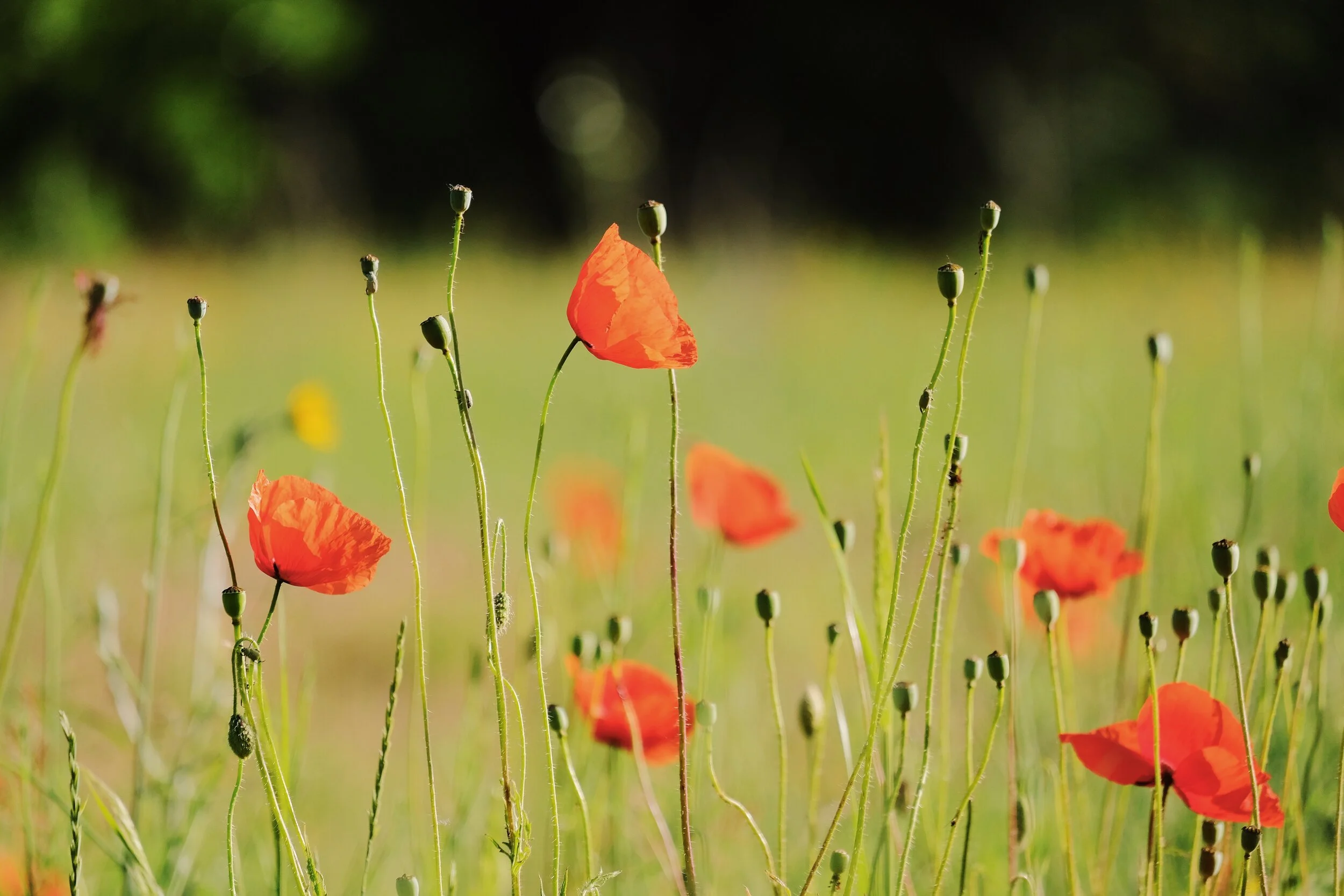 California Dreamin' : california poppy for sleep