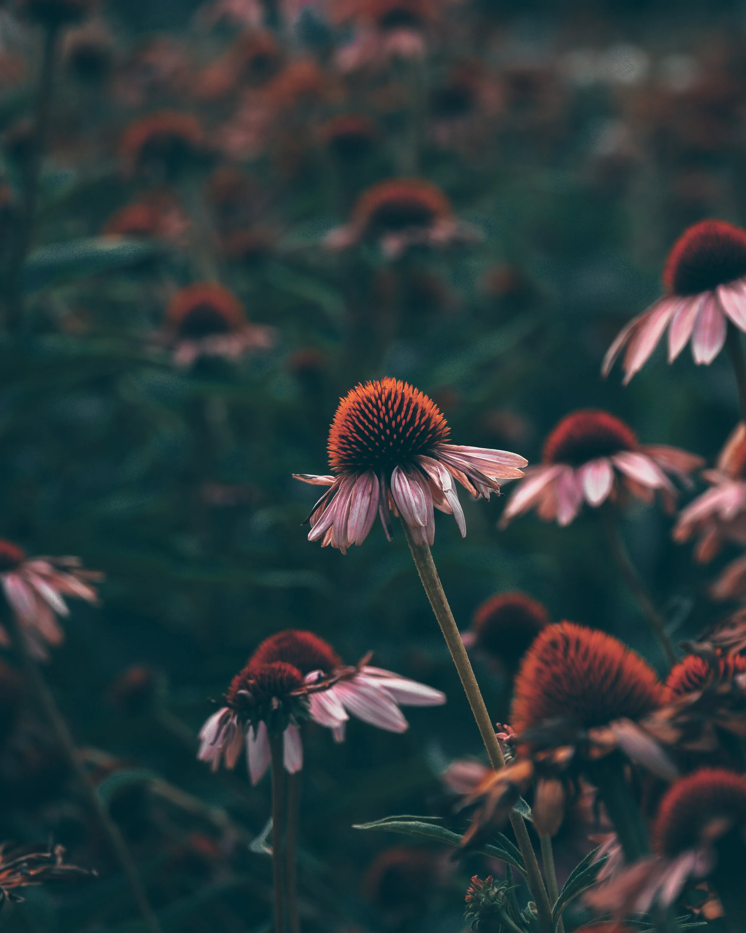  Eliminate Colds With Echinacea