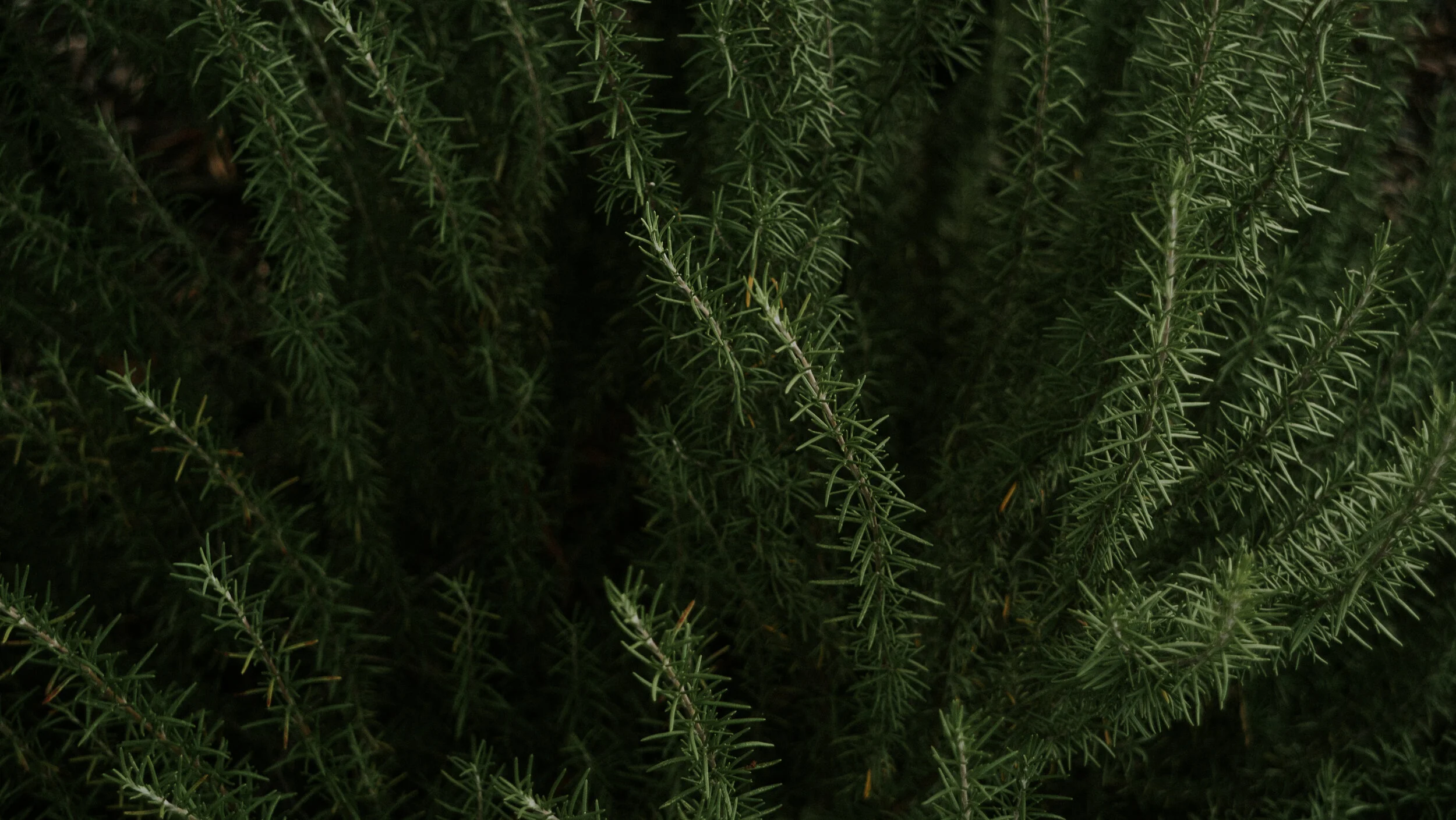 Remember With Rosemary
