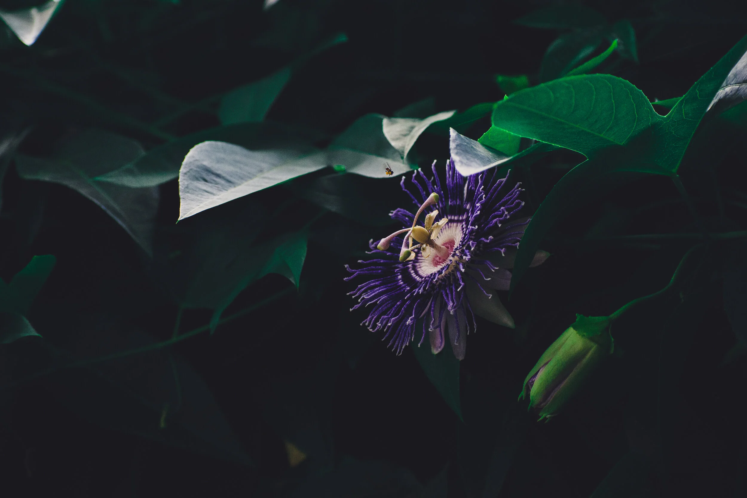Ignite Your Passion With This Flower