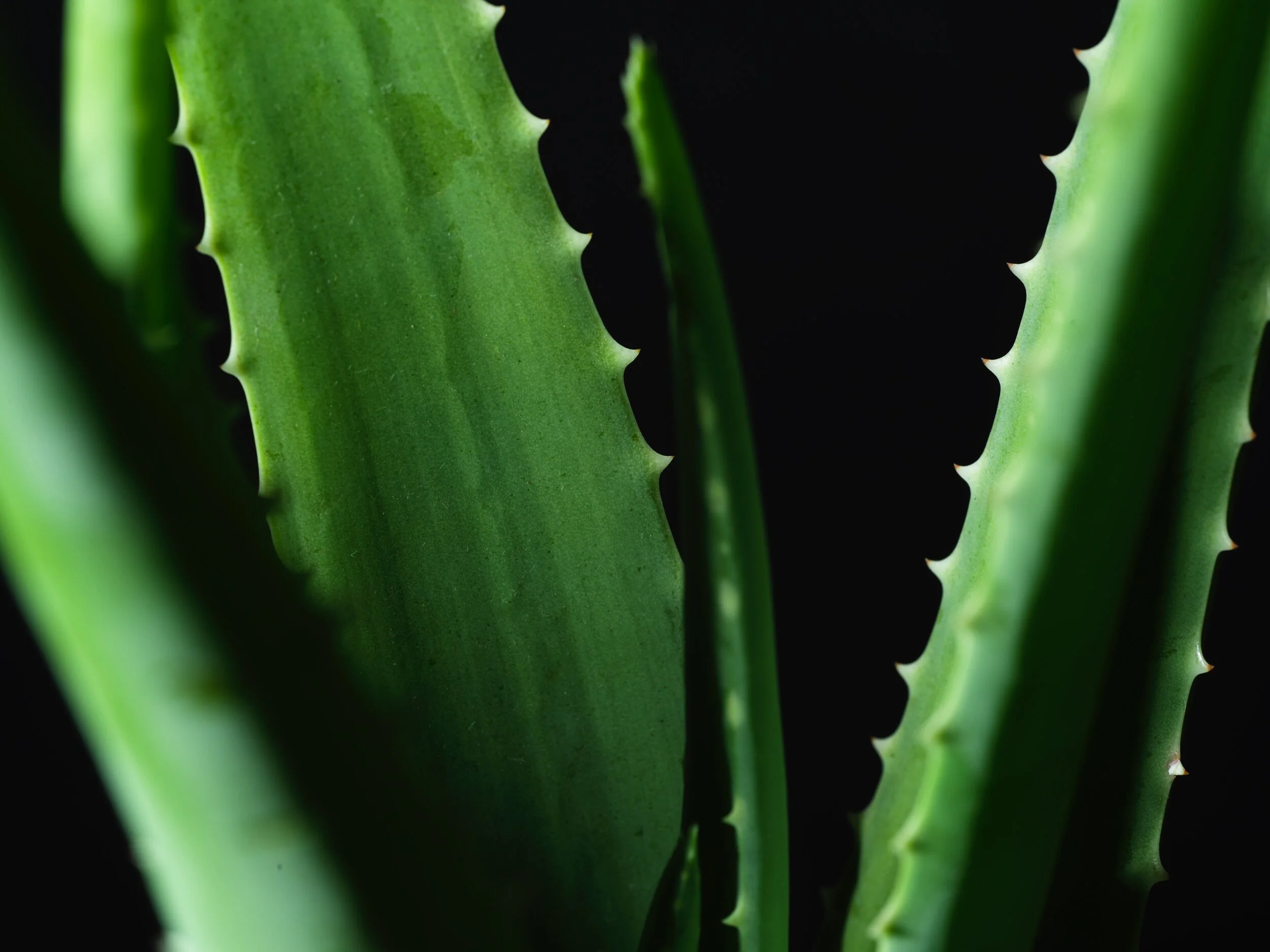 Amazing Aloe